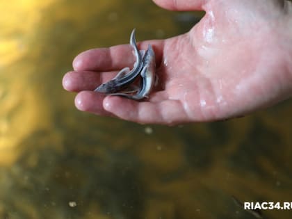 В Волгоградской области планируют выпустить в водоемы 2 млн молоди осетров