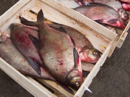 В июне пятеро жителей Волгоградской области заразились смертельно опасным ботулизмом