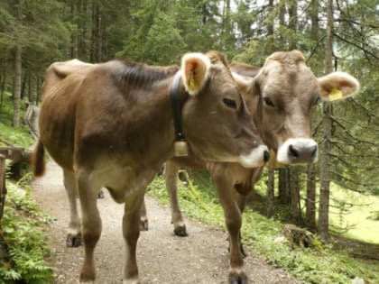 В Волгоградской области производство молока выросло до 589 тыс. тонн в год