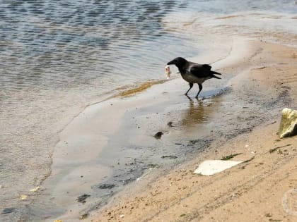 Дерматолог Александра Филева предупредила об опасных водоемах