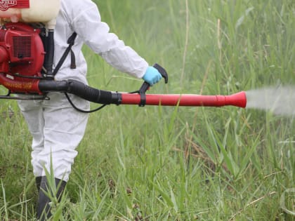Волгоградцам угрожают менингит и паралич из-за комаров
