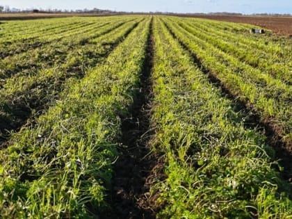 От майских заморозков могли погибнуть 5% озимых в Волгоградской области