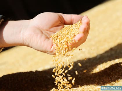 В Волгоградской области зафиксировано снижение цен на зерно