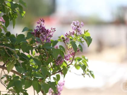 Волгоградцев всю неделю ждет взбалмошный ветер
