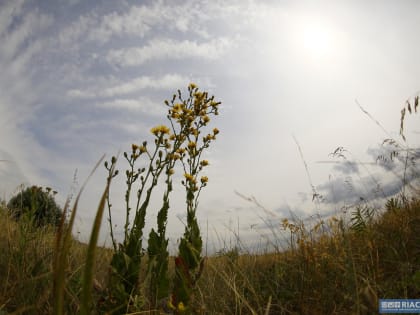 Волгоградцам назвали опасности аллергии