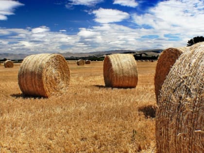 В Волгоградской области на развитие агробизнеса выделят 100 млн рублей