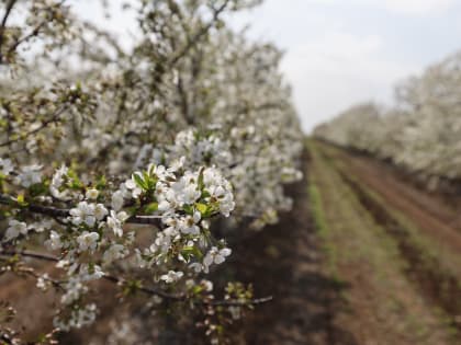 Волгоградская область создаёт крупнейший в садоводстве России селекционный центр