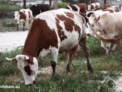 Смертельно опасная инфекция в Волгоградской области