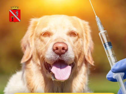 Опасность бешенства: что нужно знать каждому