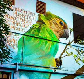 A colourful mural depicting the prikichi, a brown-throated parakeet native to the Caribbean ABC islands - Aruba, Bonaire, and Curaçao (Aruba Tourism Board)
