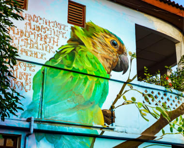 A colourful mural depicting the prikichi, a brown-throated parakeet native to the Caribbean ABC islands - Aruba, Bonaire, and Curaçao (Aruba Tourism Board)