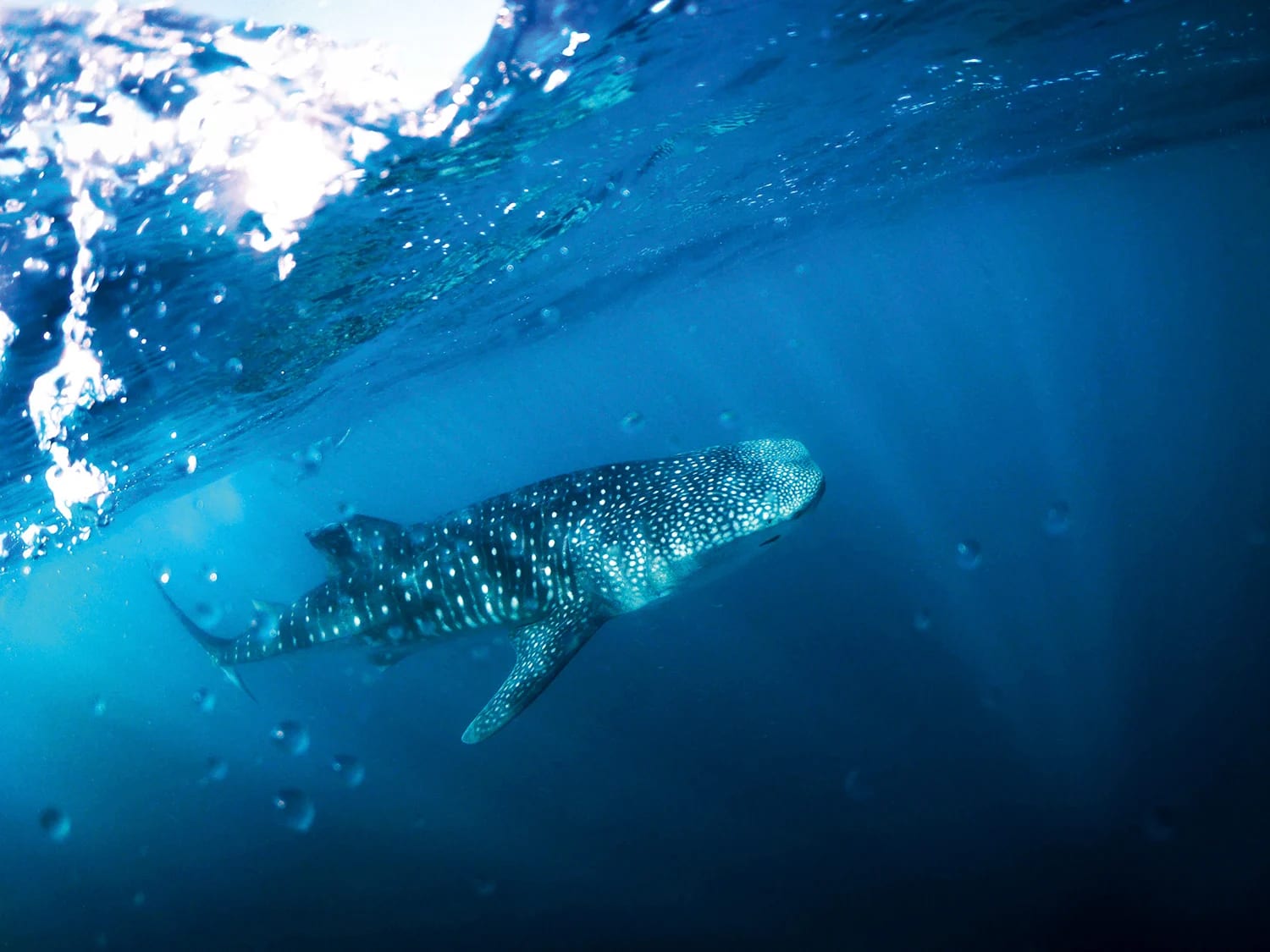 whale shark swimming