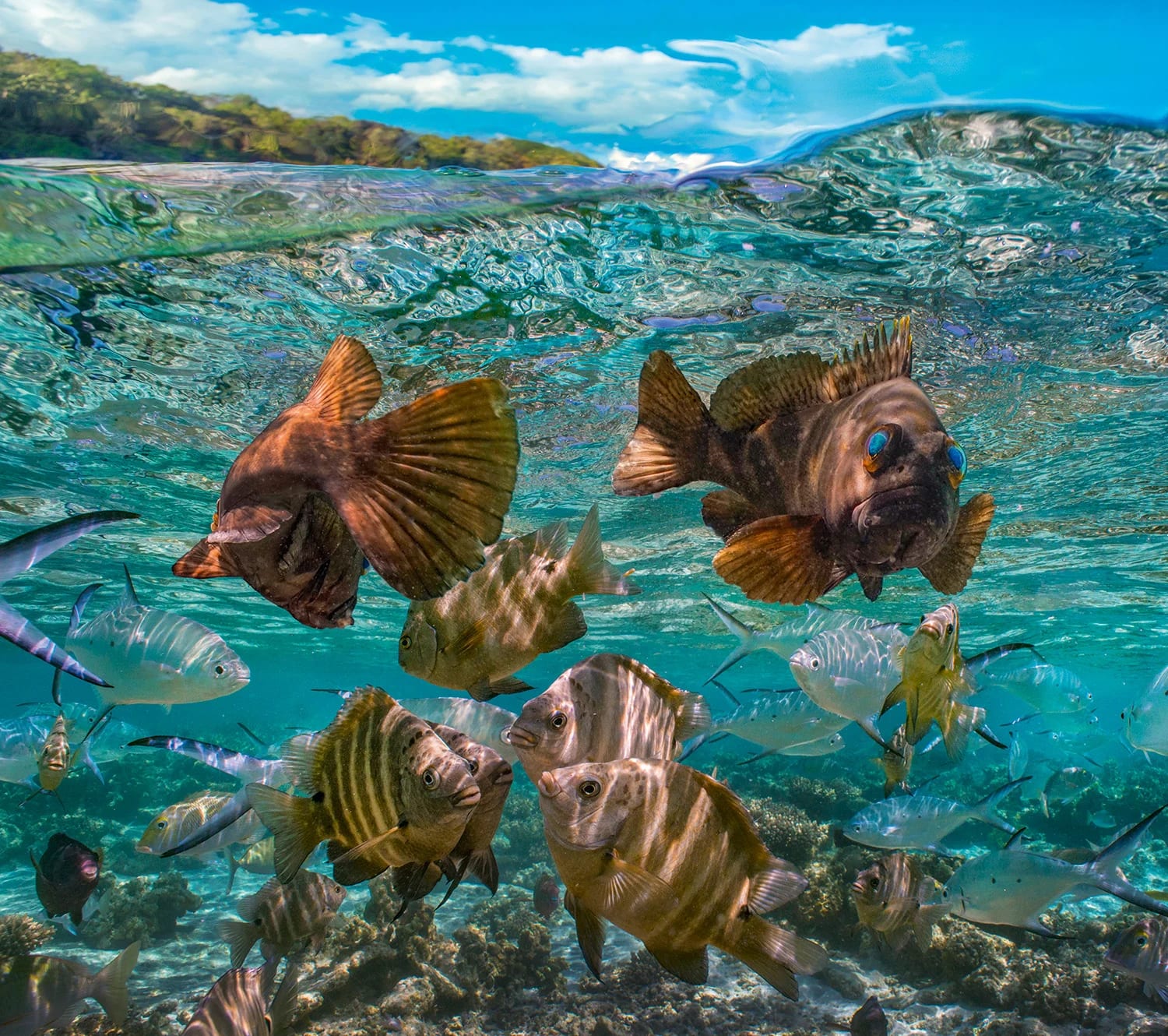 Fish swimming in reef