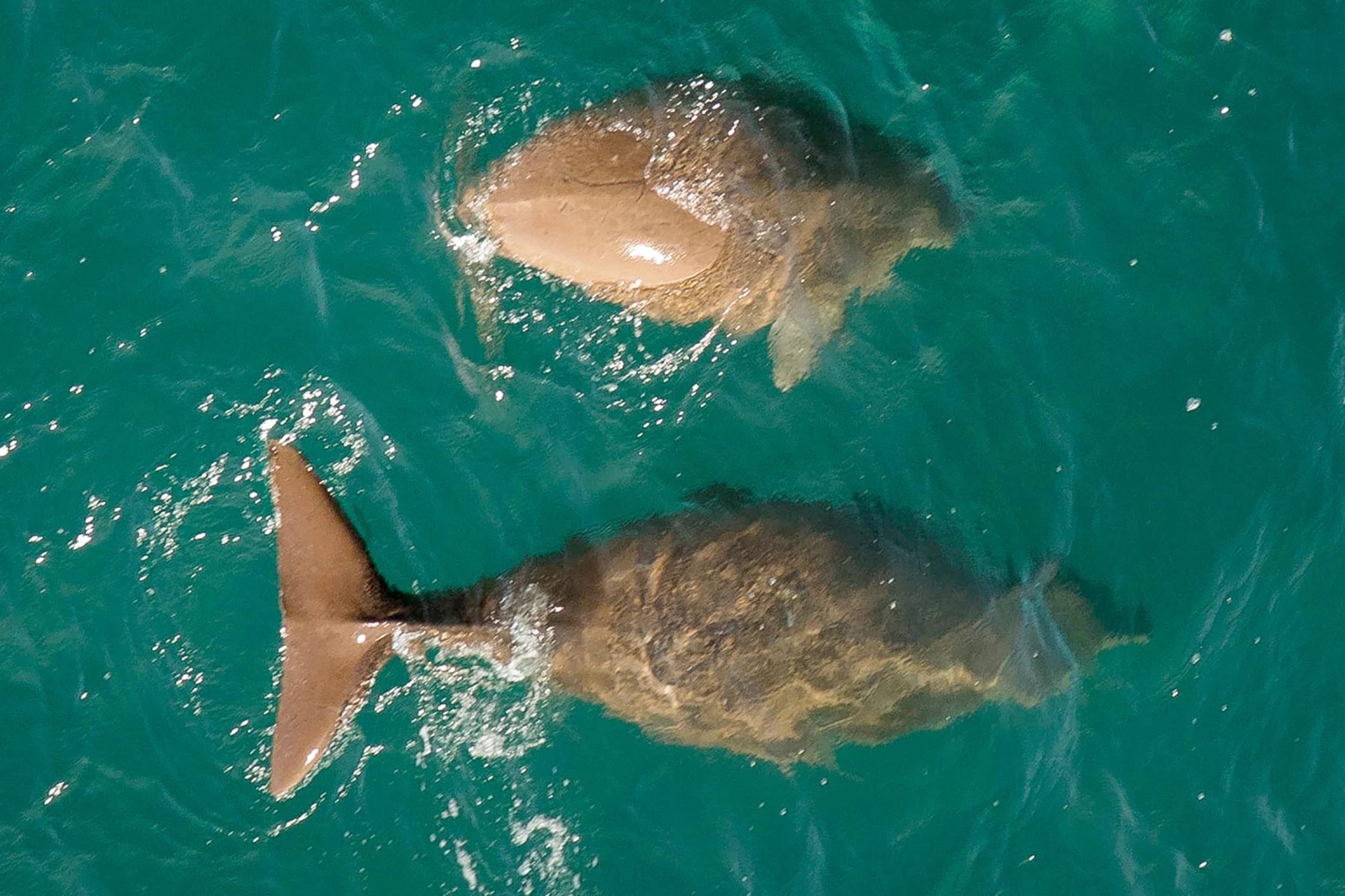 Dugongs from above