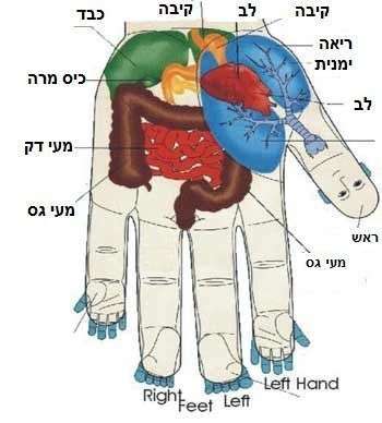 דרור כץ מטפל בשיטת הסו-ג'וק image 4