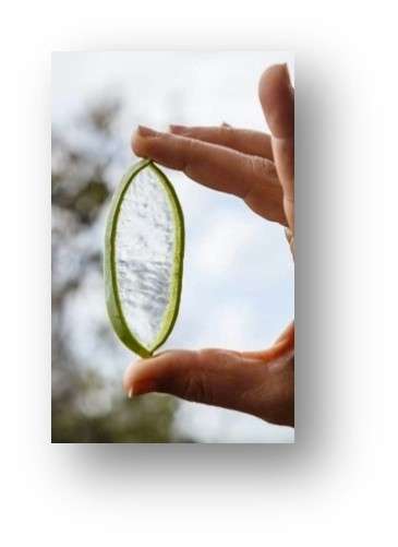 ALORGANIC נפתלי פלדמן image 3