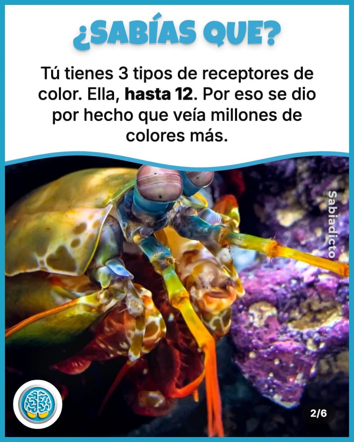 Tú tienes 3 tipos de receptores de color. Ella, hasta 12. Por eso se dio por hecho que veía millones de colores más.