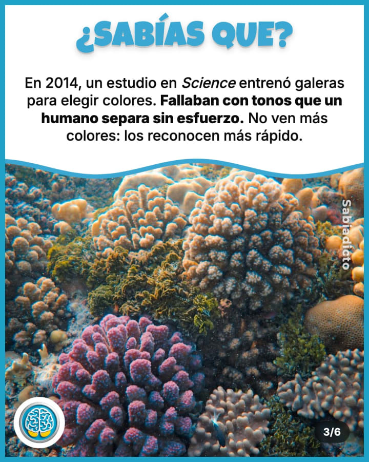 En 2014, un estudio en *Science* entrenó galeras para elegir colores. Fallaban con tonos que un humano separa sin esfuerzo. No ven más colores: los reconocen más rápido.
