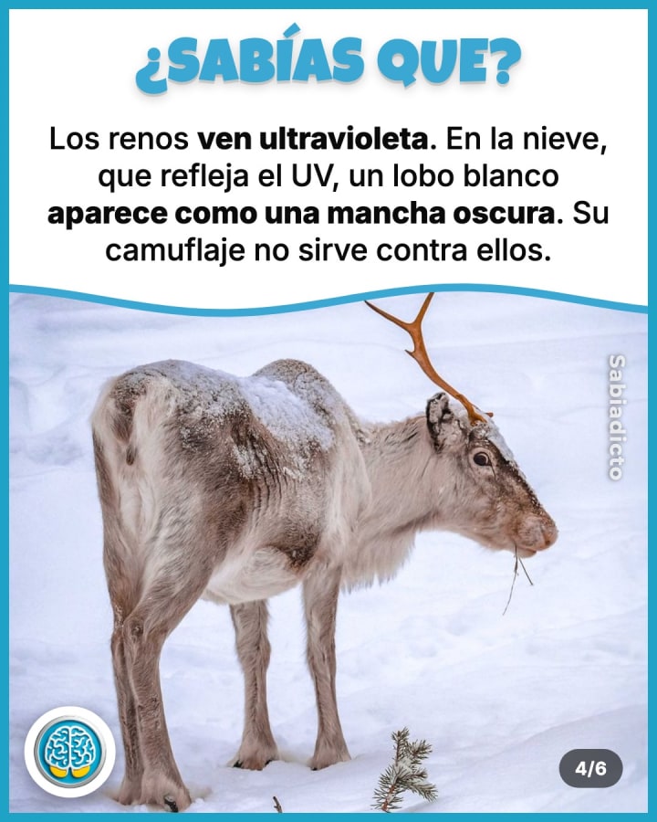 Los renos ven ultravioleta. En la nieve, que refleja el UV, un lobo blanco aparece como una mancha oscura. Su camuflaje no sirve contra ellos.