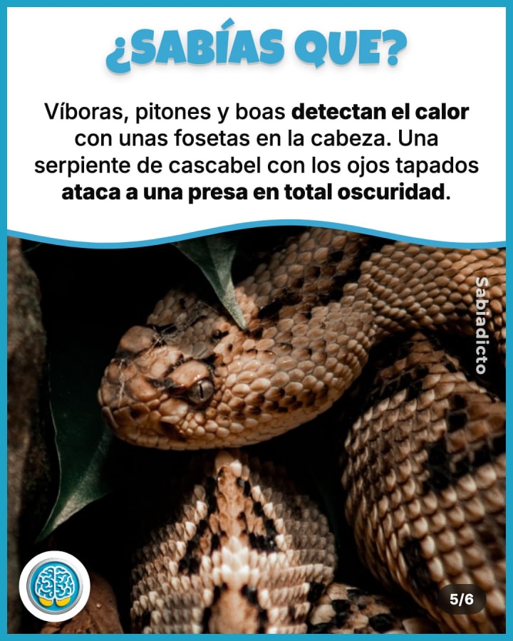 Víboras, pitones y boas detectan el calor con unas fosetas en la cabeza. Una serpiente de cascabel con los ojos tapados ataca a una presa en total oscuridad.