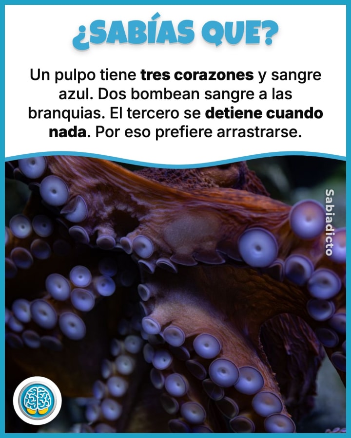 Un pulpo tiene tres corazones y sangre azul. Dos bombean sangre a las branquias. El tercero se detiene cuando nada. Por eso prefiere arrastrarse.