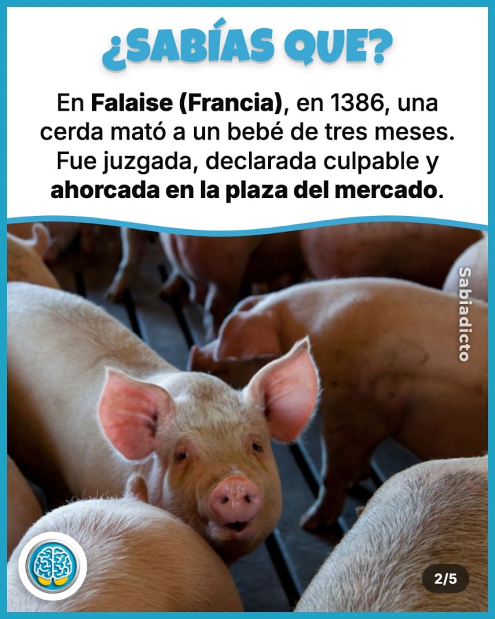En Falaise (Francia), en 1386, una cerda mató a un bebé de tres meses. Fue juzgada, declarada culpable y ahorcada en la plaza del mercado.