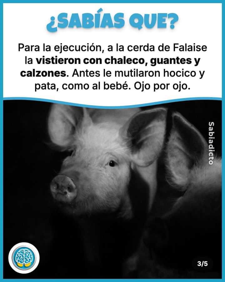 Para la ejecución, a la cerda de Falaise la vistieron con chaleco, guantes y calzones. Antes le mutilaron hocico y pata, como al bebé. Ojo por ojo.