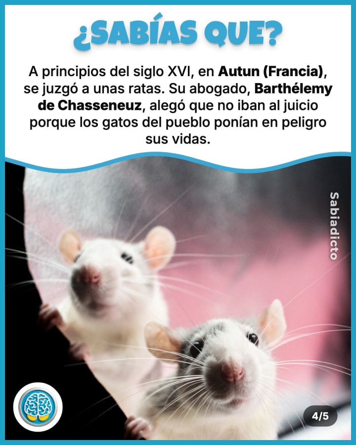A principios del siglo XVI, en Autun (Francia), se juzgó a unas ratas. Su abogado, Barthélemy de Chasseneuz, alegó que no iban al juicio porque los gatos del pueblo ponían en peligro sus vidas.
