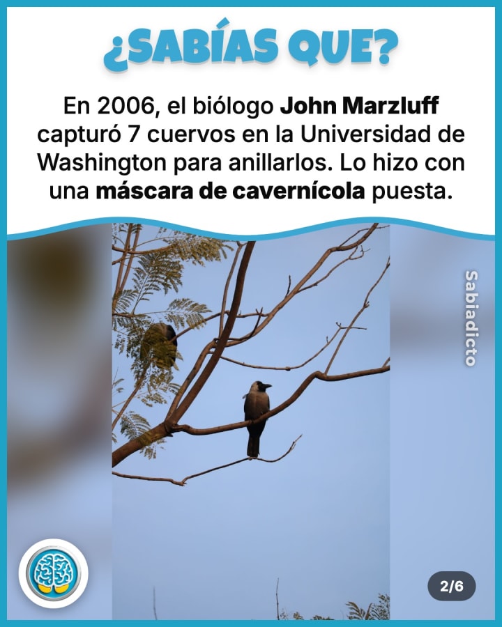 En 2006, el biólogo John Marzluff capturó 7 cuervos en la Universidad de Washington para anillarlos. Lo hizo con una máscara de cavernícola puesta.