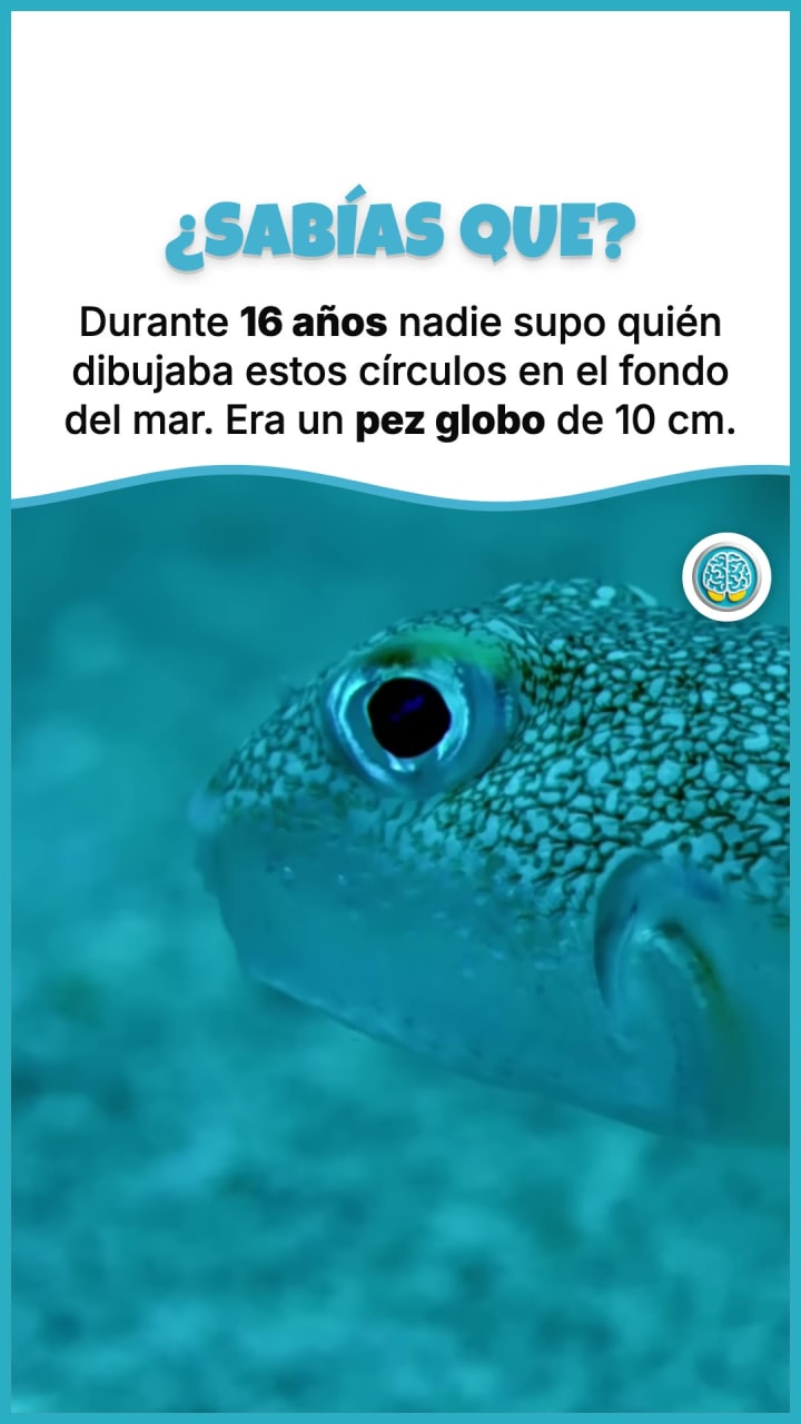 Durante 16 años nadie supo quién dibujaba estos círculos en el fondo del mar. Era un pez globo de 10 cm.