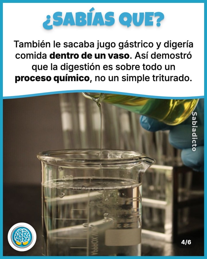 También le sacaba jugo gástrico y digería comida dentro de un vaso. Así demostró que la digestión es sobre todo un proceso químico, no un simple triturado.