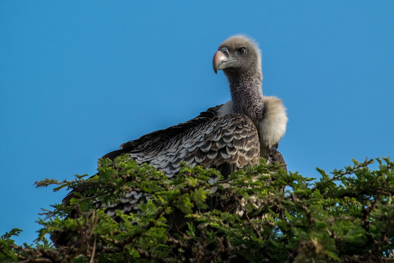 Bird in serengeti