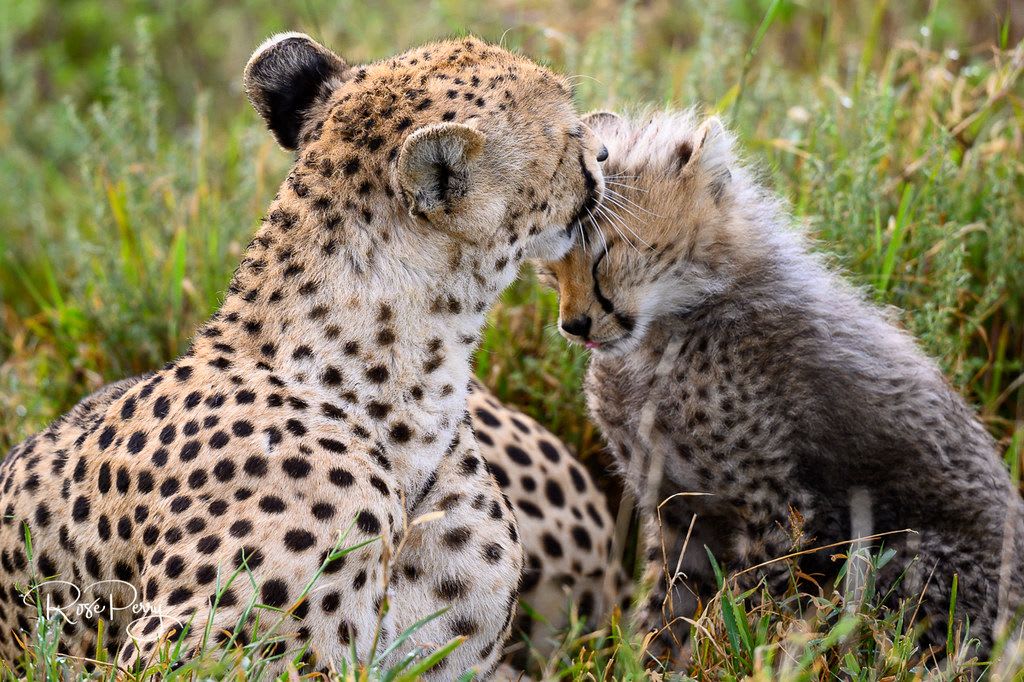 Leopad in serengeti