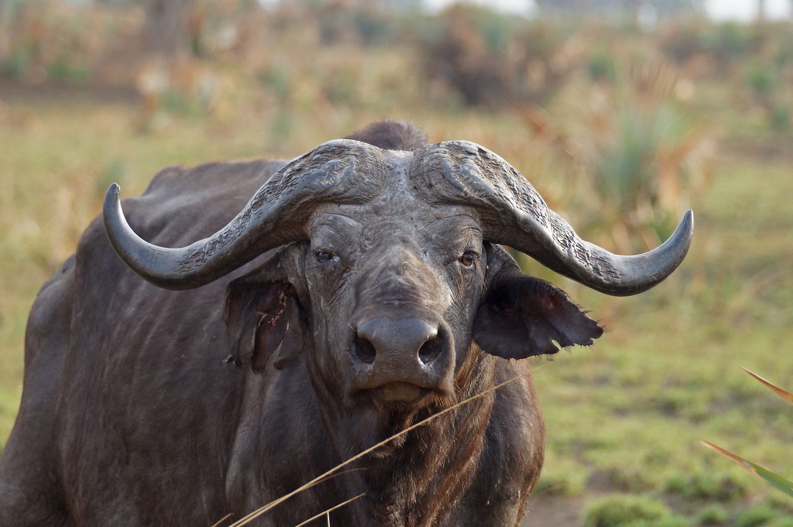 African buffalos