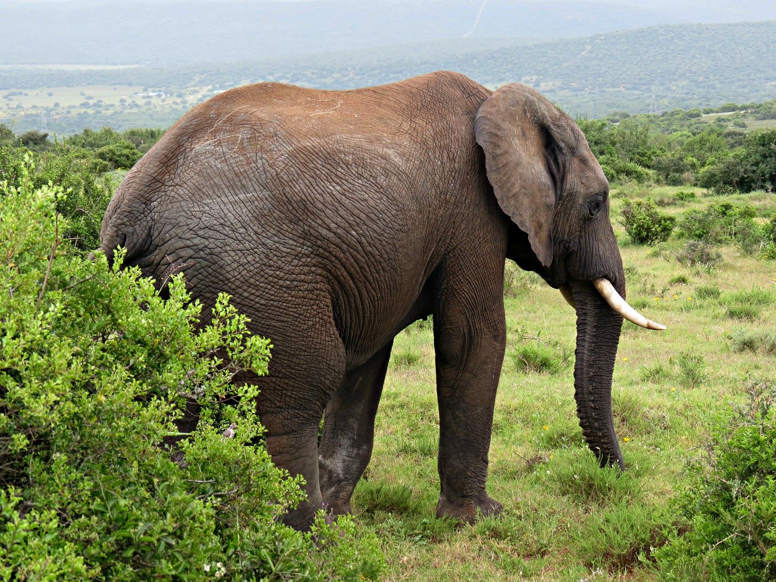 African bush elephant