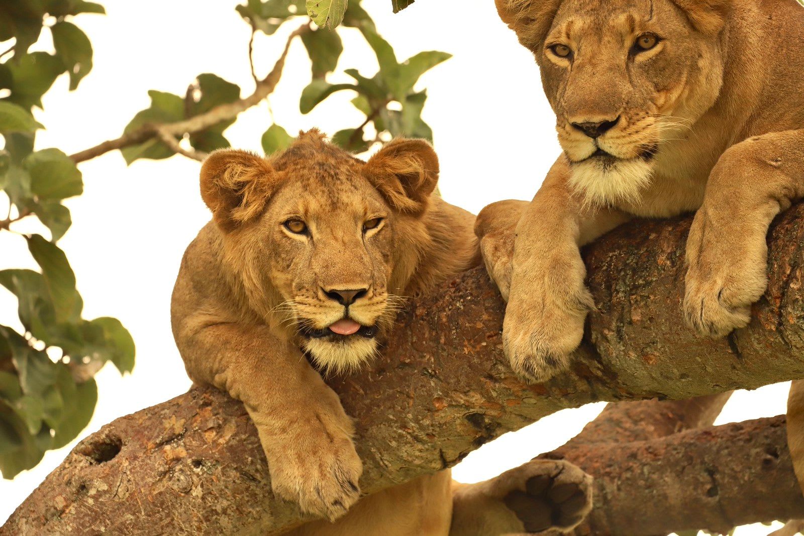 Young lion with its tongue out resting on a thick tree branch beside a lioness