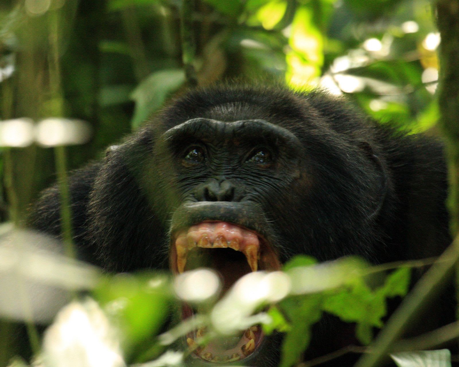 Chimpanzee with its mouth wide open, showing its teeth, among green forest leaves