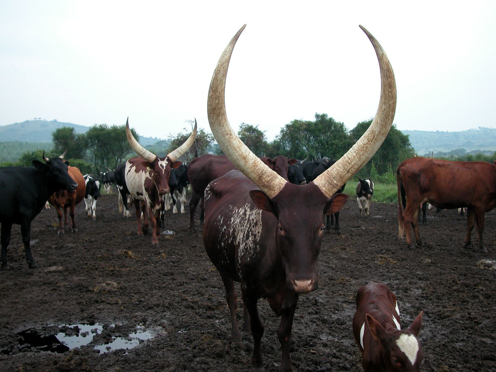 Long horned cattle