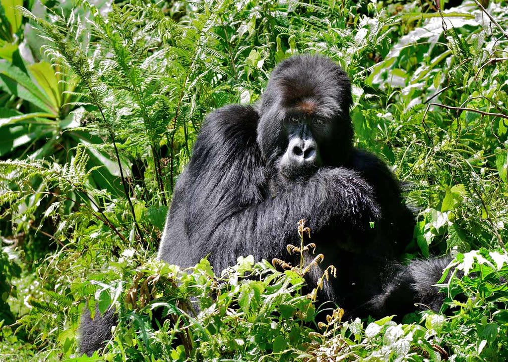 mountain gorilla in volcanoes national park