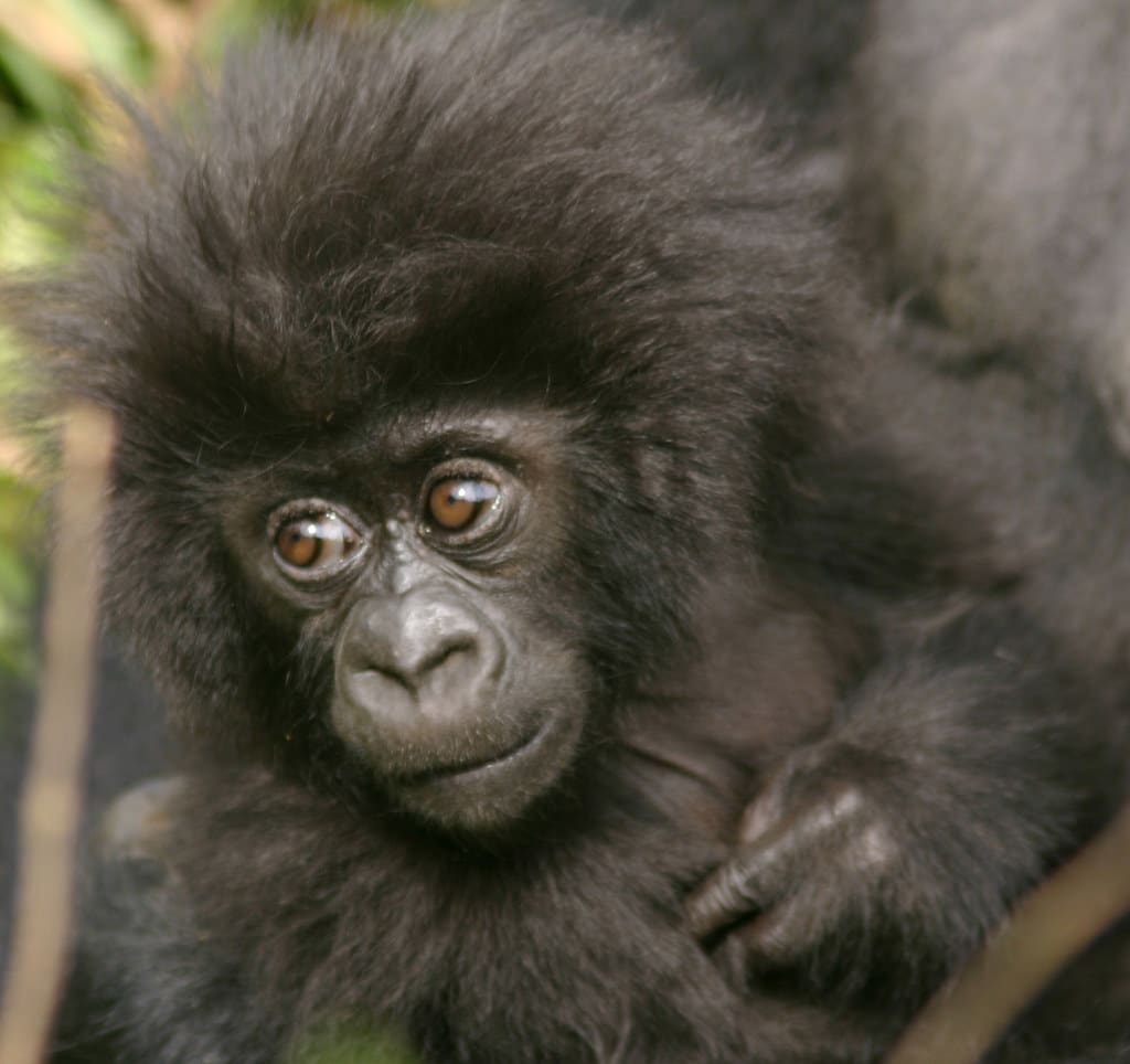 Gorilla Tracking