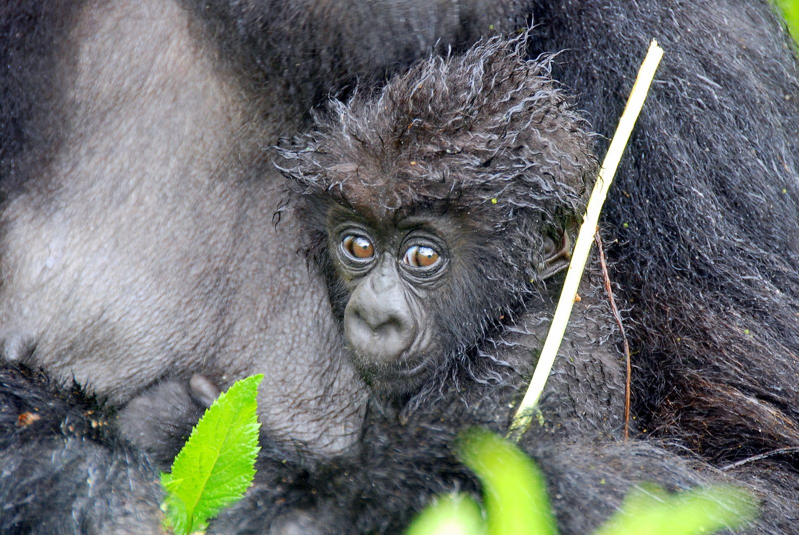Baby gorilla