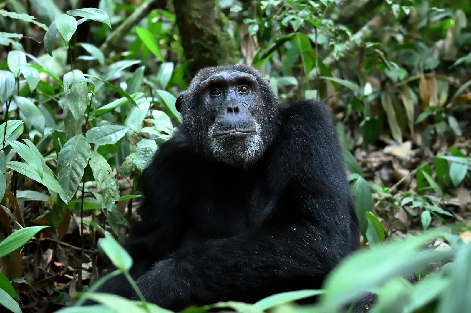 Chimp1