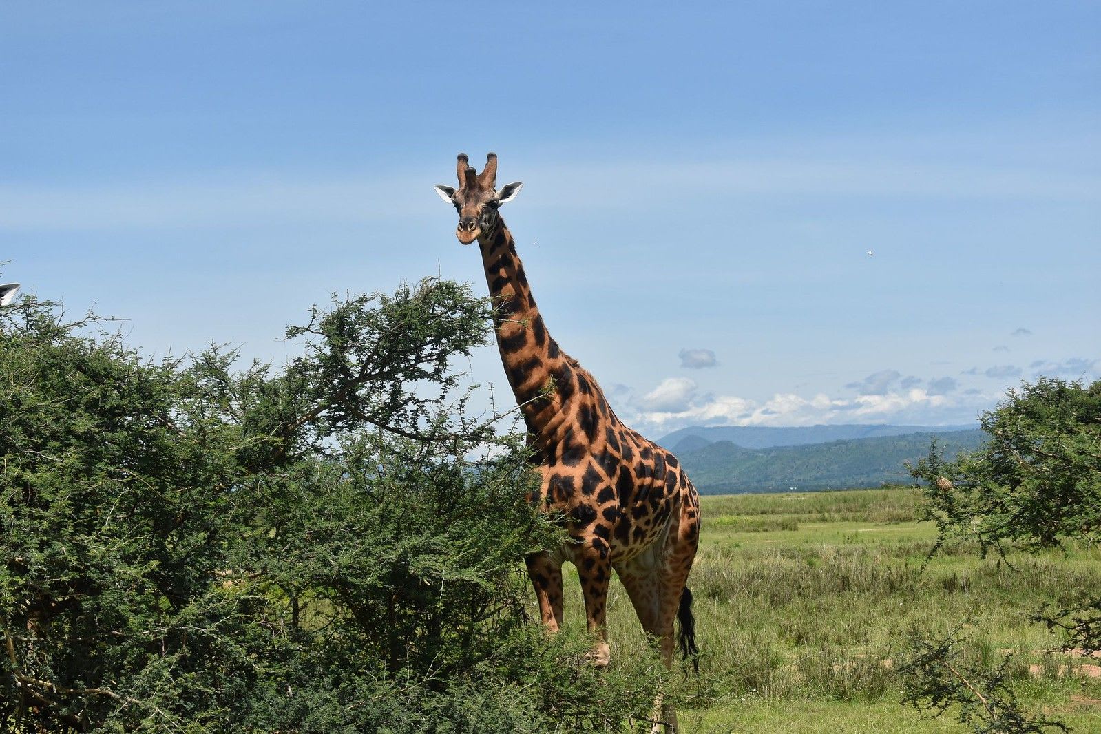 Giraffe12