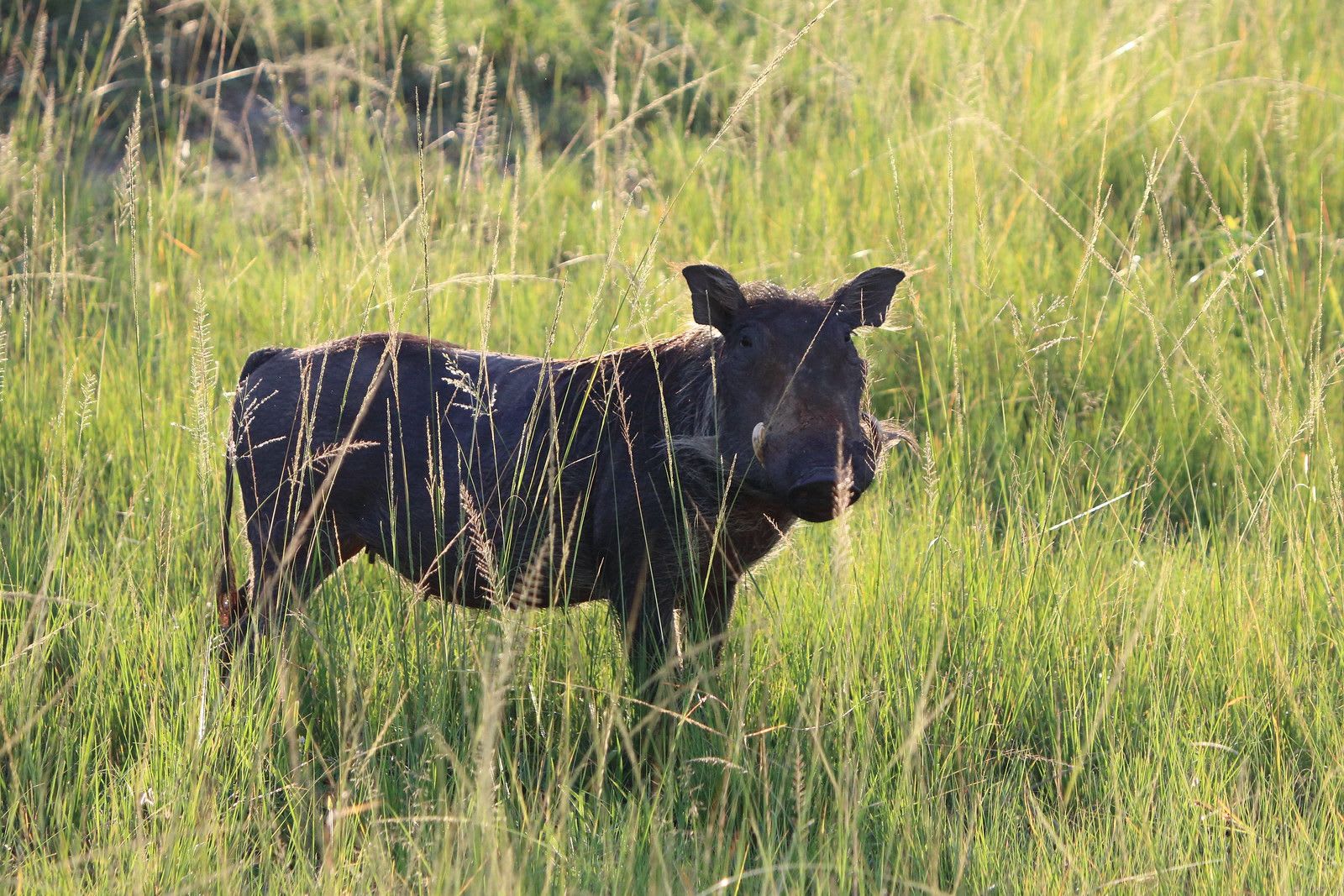 Warthog