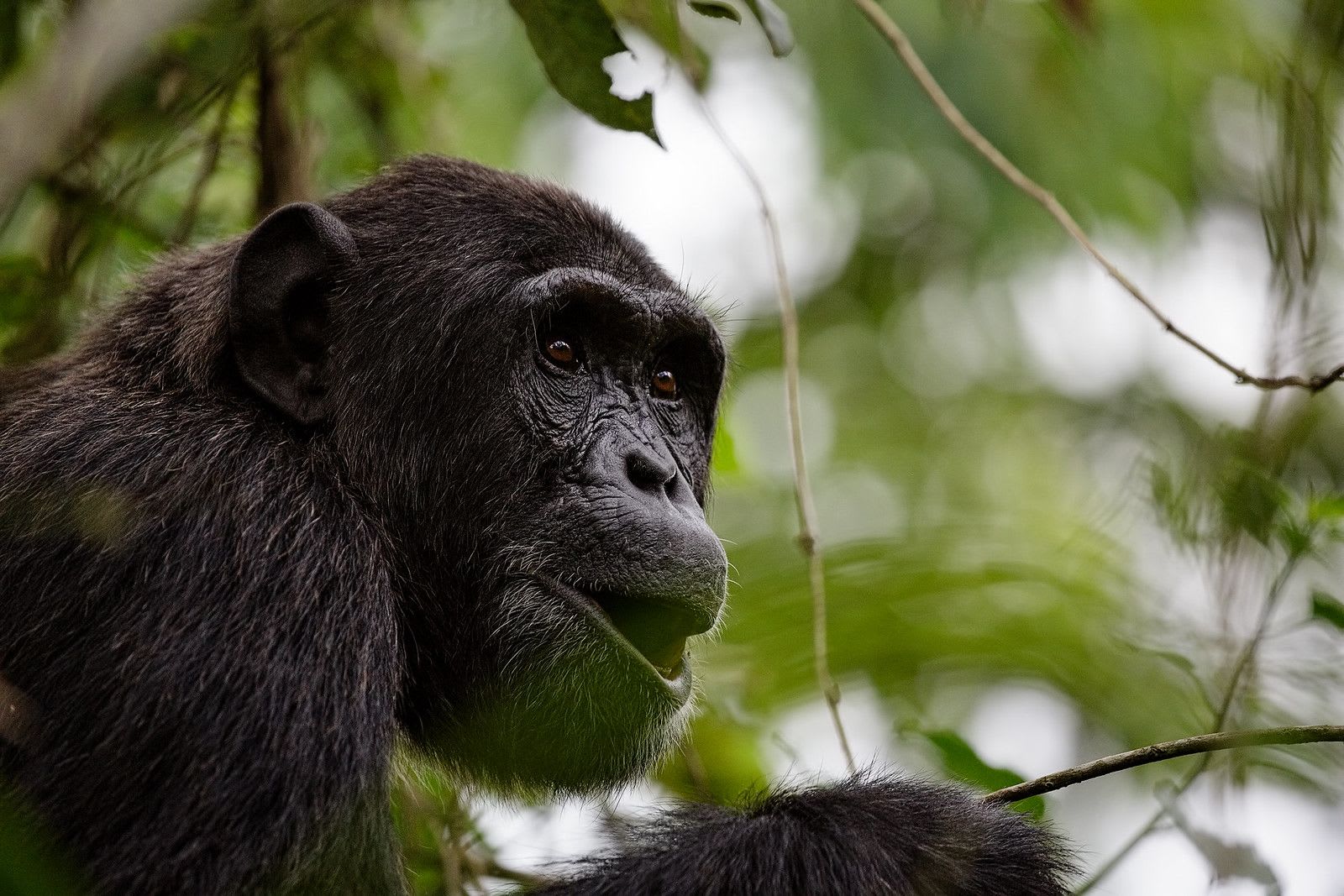 Chimp4
