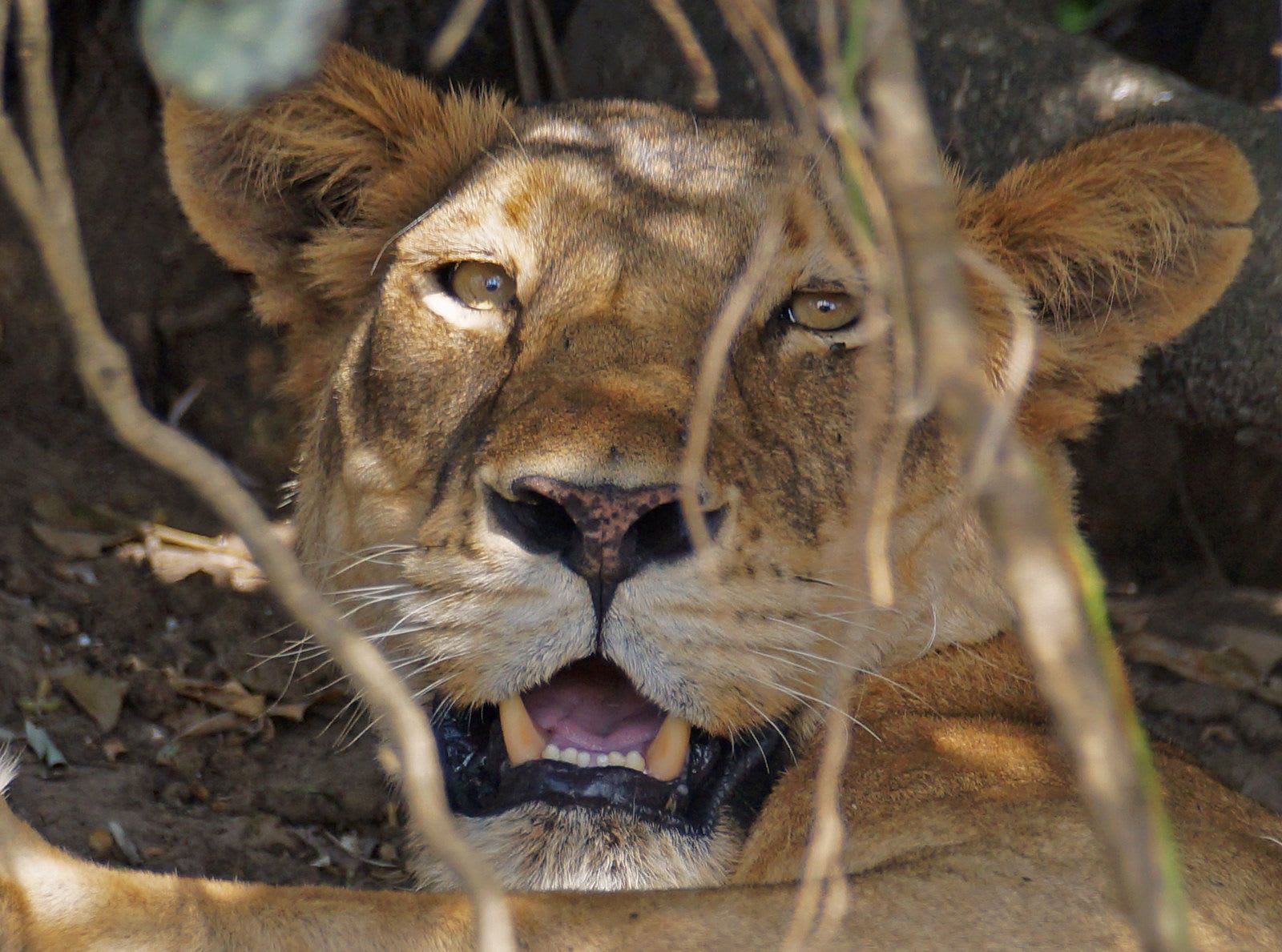 Lion5