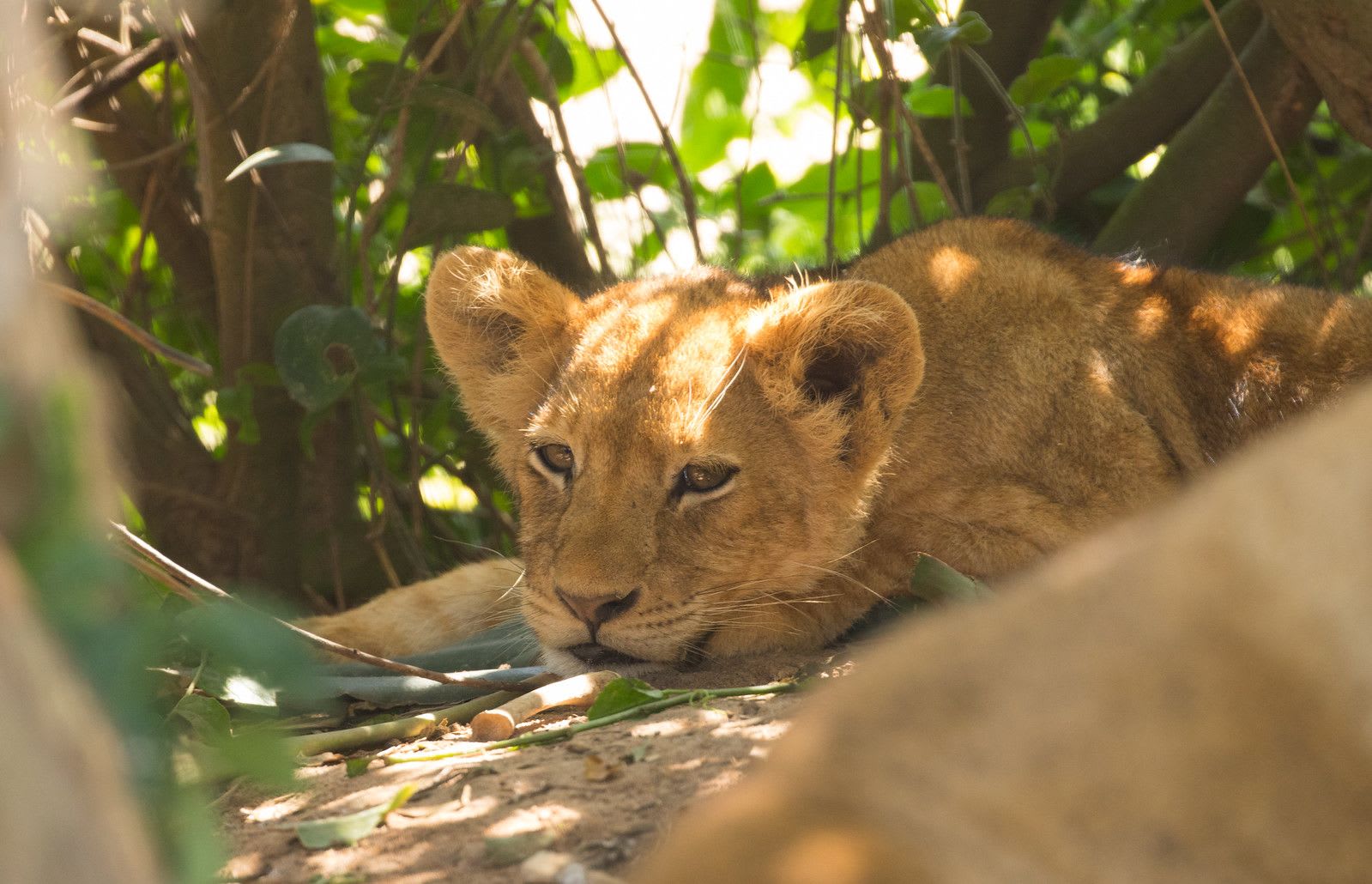 Lion6