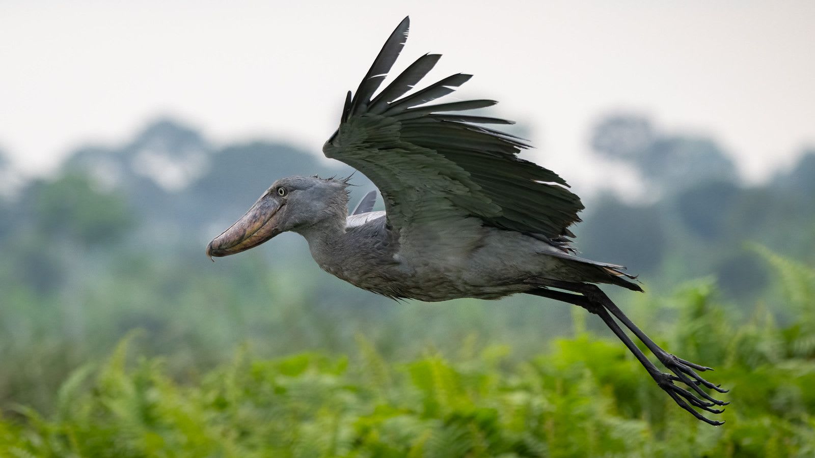 Lake mburo2