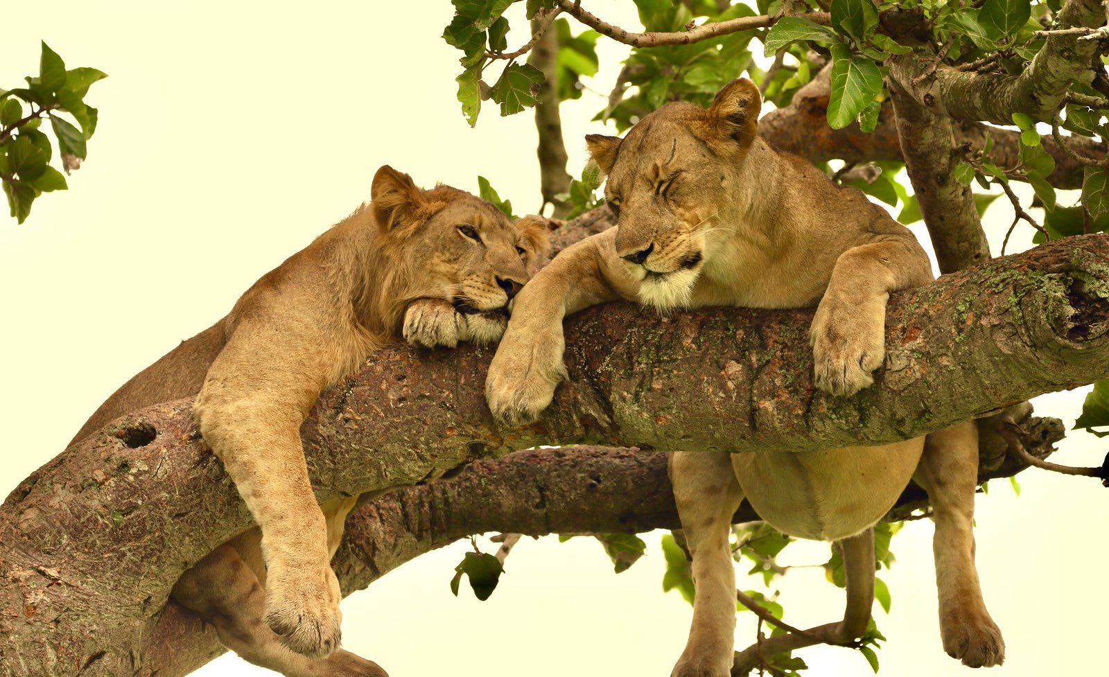 Lion9