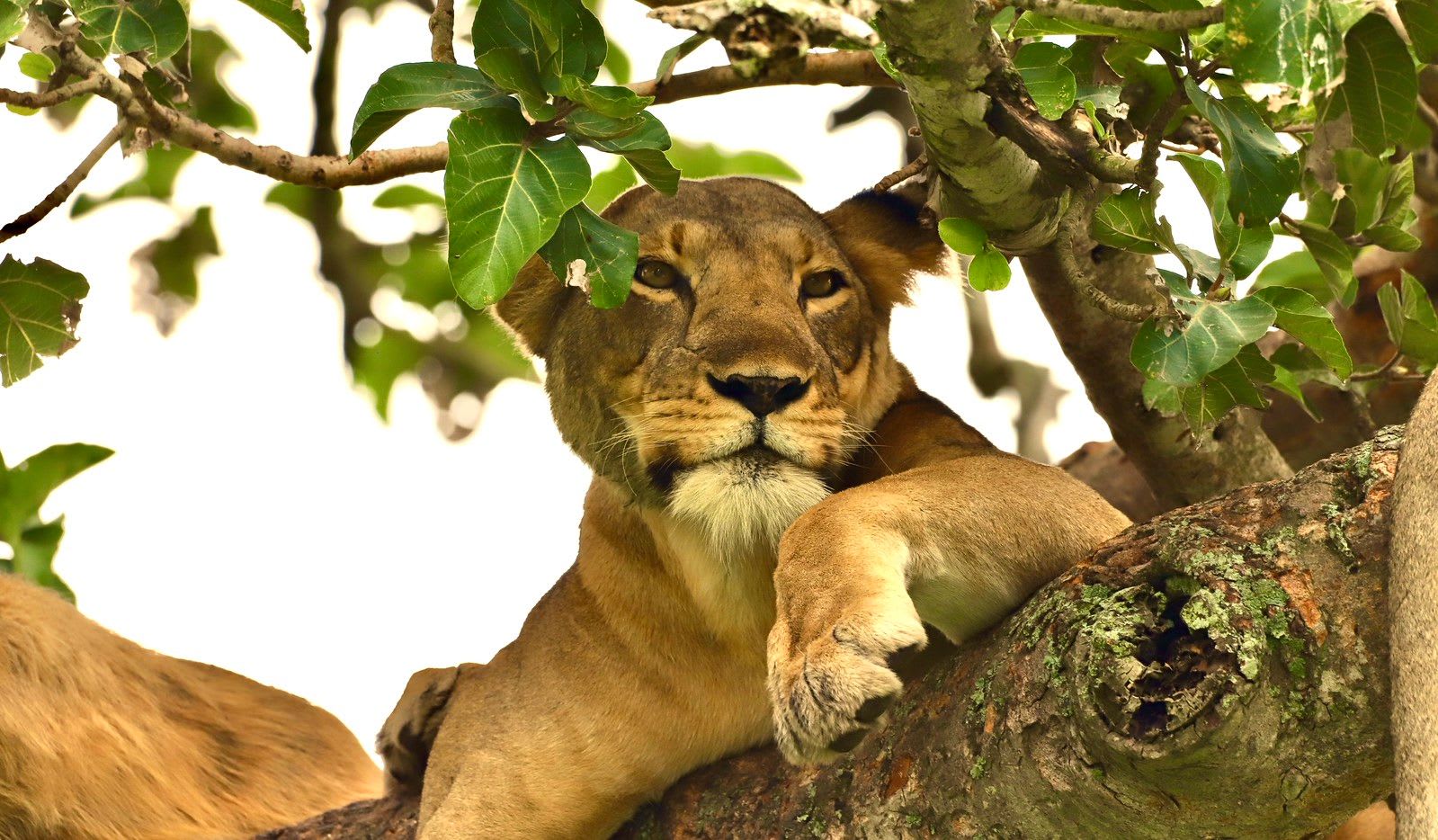 Lion14